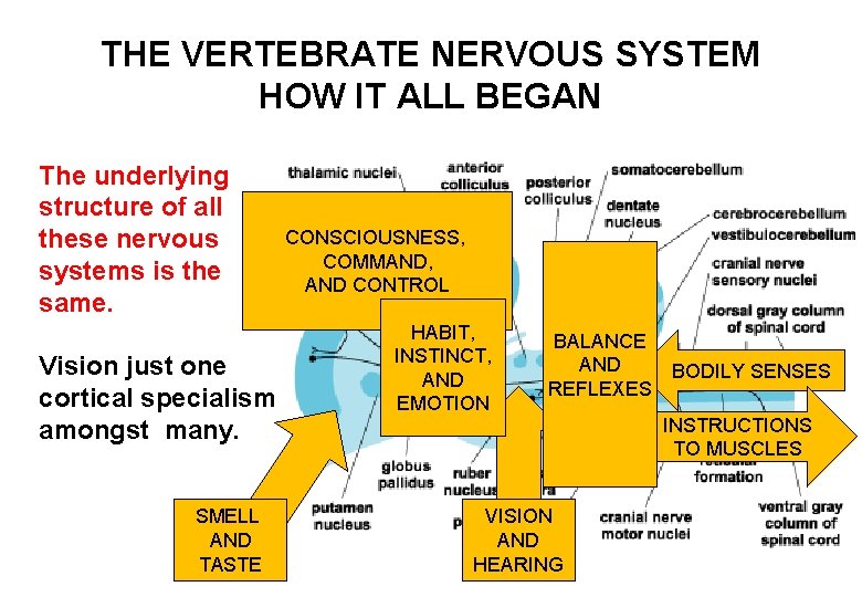 THE VERTEBRATE NERVOUS SYSTEM HOW IT ALL BEGAN The underlying structure of all these
