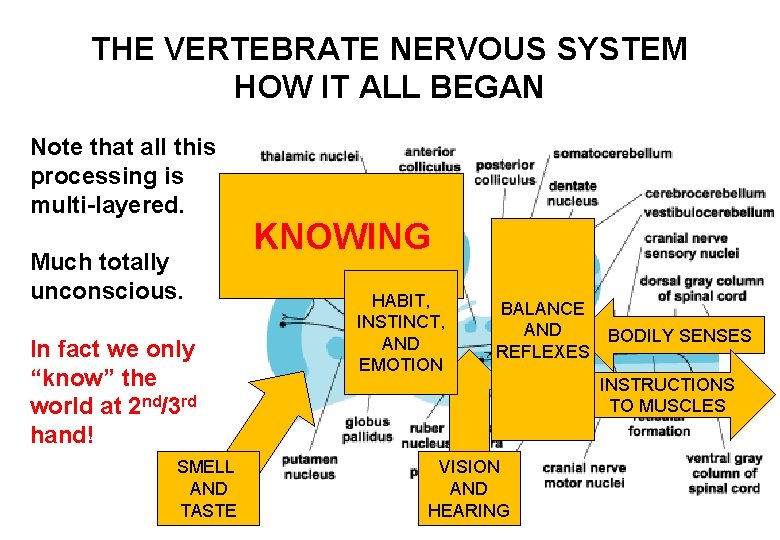 THE VERTEBRATE NERVOUS SYSTEM HOW IT ALL BEGAN Note that all this processing is