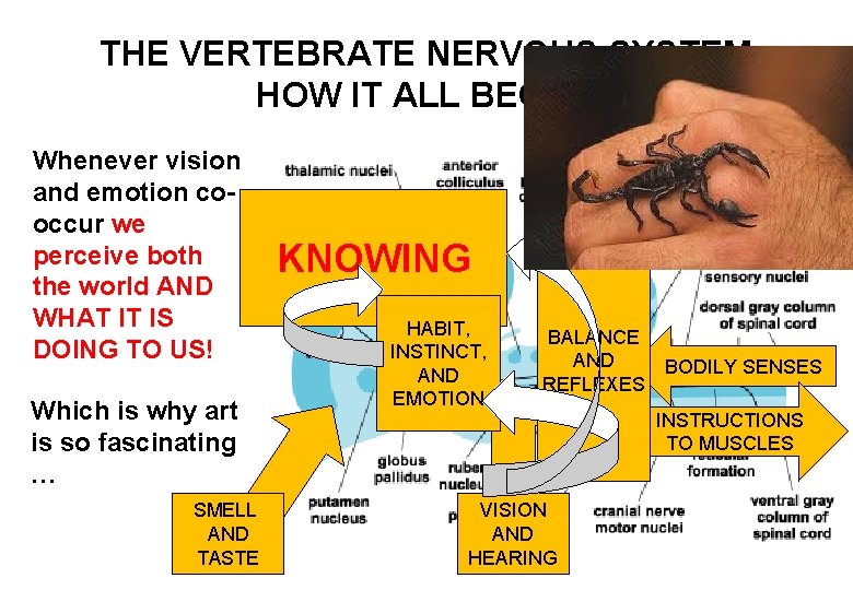 THE VERTEBRATE NERVOUS SYSTEM HOW IT ALL BEGAN Whenever vision and emotion cooccur we
