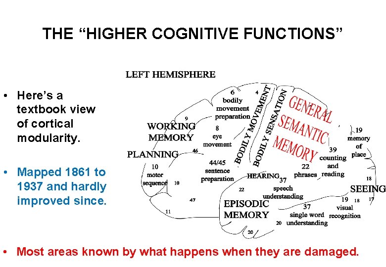 THE “HIGHER COGNITIVE FUNCTIONS” • Here’s a textbook view of cortical modularity. • Mapped