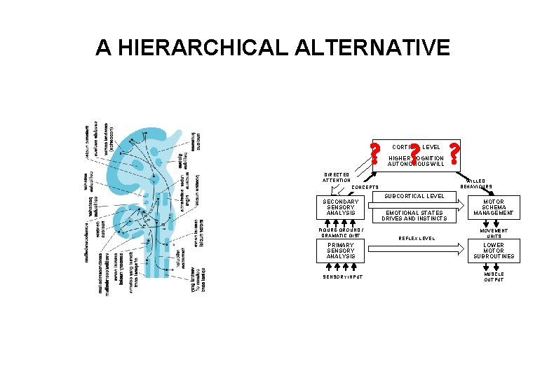A HIERARCHICAL ALTERNATIVE ? ? ? CORTICAL LEVEL HIGHER COGNITION AUTONOMOUS WILL DIRECTED ATTENTION