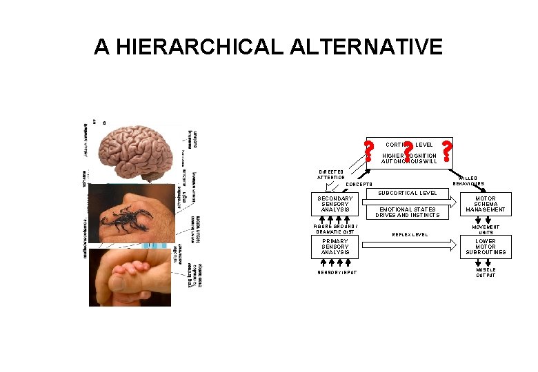 A HIERARCHICAL ALTERNATIVE ? ? ? CORTICAL LEVEL HIGHER COGNITION AUTONOMOUS WILL DIRECTED ATTENTION