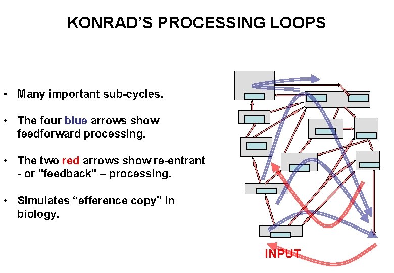 KONRAD’S PROCESSING LOOPS • Many important sub-cycles. • The four blue arrows show feedforward