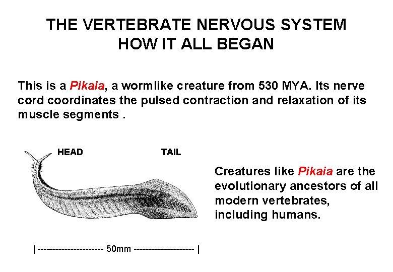THE VERTEBRATE NERVOUS SYSTEM HOW IT ALL BEGAN This is a Pikaia, a wormlike