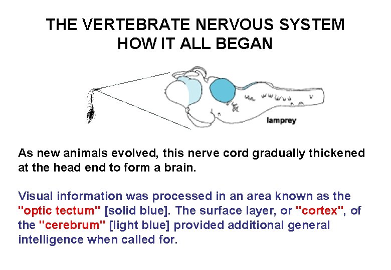 THE VERTEBRATE NERVOUS SYSTEM HOW IT ALL BEGAN As new animals evolved, this nerve