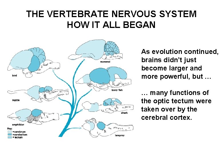 THE VERTEBRATE NERVOUS SYSTEM HOW IT ALL BEGAN As evolution continued, brains didn’t just