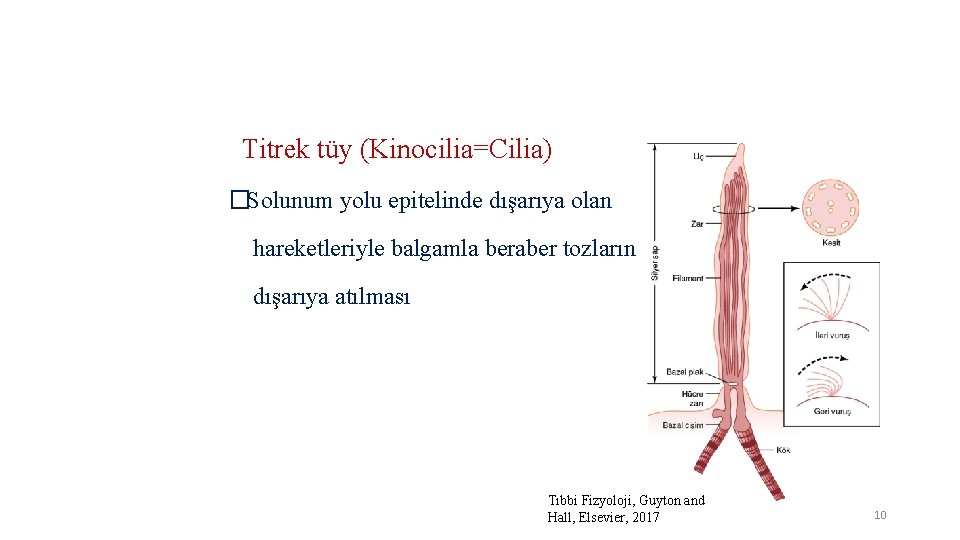 Titrek tüy (Kinocilia=Cilia) �Solunum yolu epitelinde dışarıya olan hareketleriyle balgamla beraber tozların dışarıya atılması