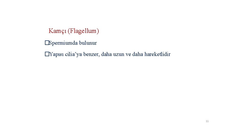 Kamçı (Flagellum) �Spermiumda bulunur �Yapısı cilia’ya benzer, daha uzun ve daha hareketlidir 11 