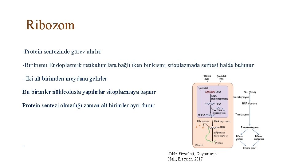 Ribozom -Protein sentezinde görev alırlar -Bir kısmı Endoplazmik retikulumlara bağlı iken bir kısmı sitoplazmada