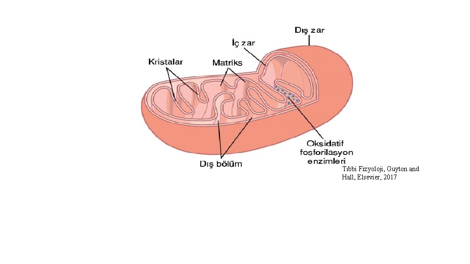 Tıbbi Fizyoloji, Guyton and Hall, Elsevier, 2017 