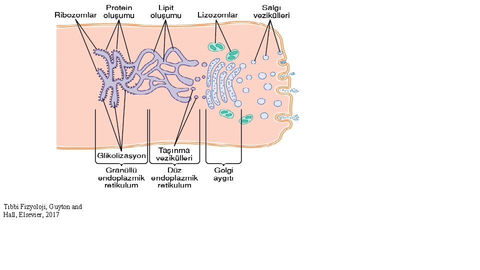 Tıbbi Fizyoloji, Guyton and Hall, Elsevier, 2017 