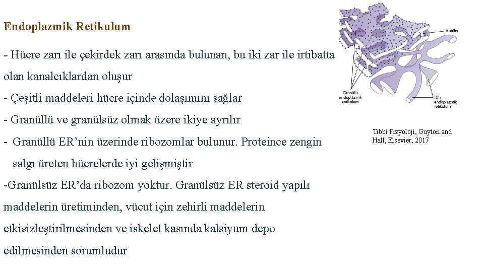 Endoplazmik Retikulum - Hücre zarı ile çekirdek zarı arasında bulunan, bu iki zar ile