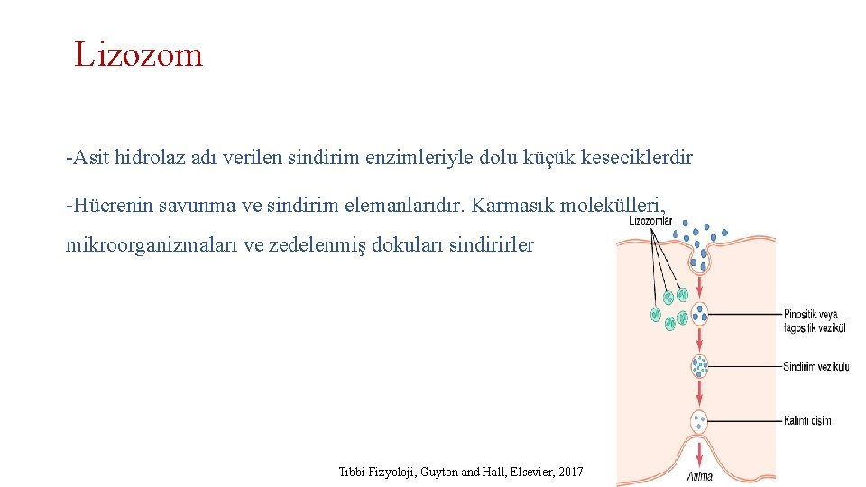 Lizozom -Asit hidrolaz adı verilen sindirim enzimleriyle dolu küçük keseciklerdir -Hücrenin savunma ve sindirim
