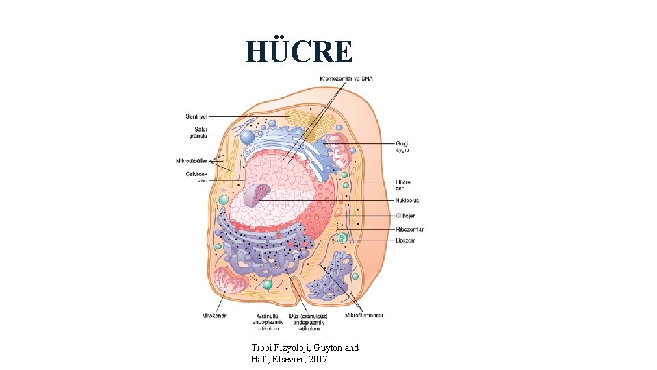 HÜCRE Tıbbi Fizyoloji, Guyton and Hall, Elsevier, 2017 