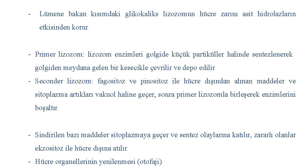 - Lümene bakan kısımdaki glikokaliks lizozomun hücre zarını asit hidrolazların etkisinden korur - Primer