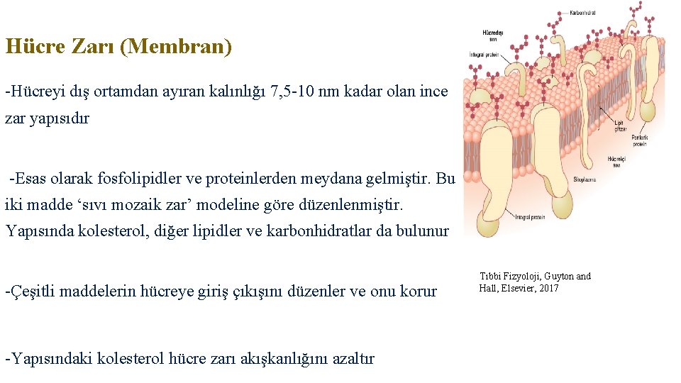 Hücre Zarı (Membran) -Hücreyi dış ortamdan ayıran kalınlığı 7, 5 -10 nm kadar olan