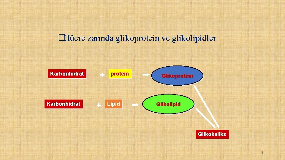 �Hücre zarında glikoprotein ve glikolipidler Karbonhidrat + + protein Lipid Glikoprotein Glikolipid Glikokaliks 5