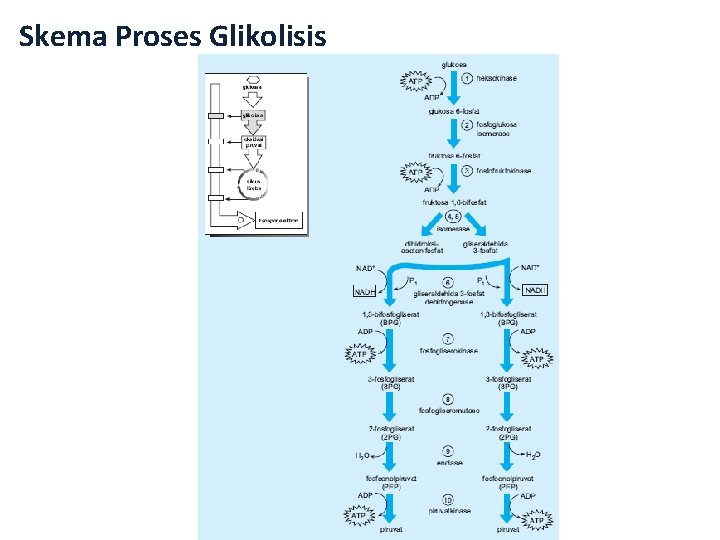 Skema Proses Glikolisis 