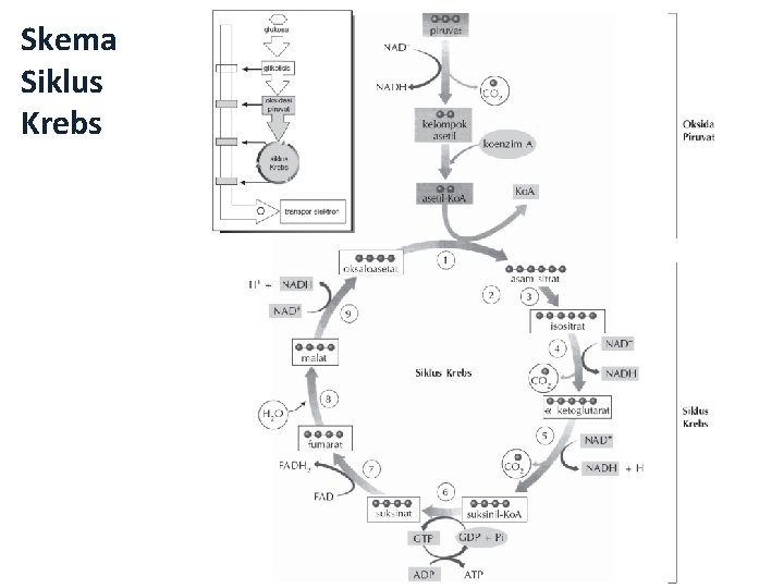 Skema Siklus Krebs 