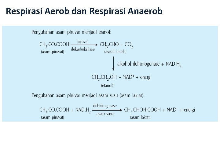 Respirasi Aerob dan Respirasi Anaerob 