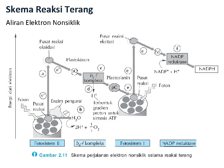 Skema Reaksi Terang Aliran Elektron Nonsiklik 