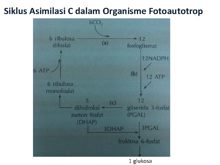Siklus Asimilasi C dalam Organisme Fotoautotrop 1 glukosa 