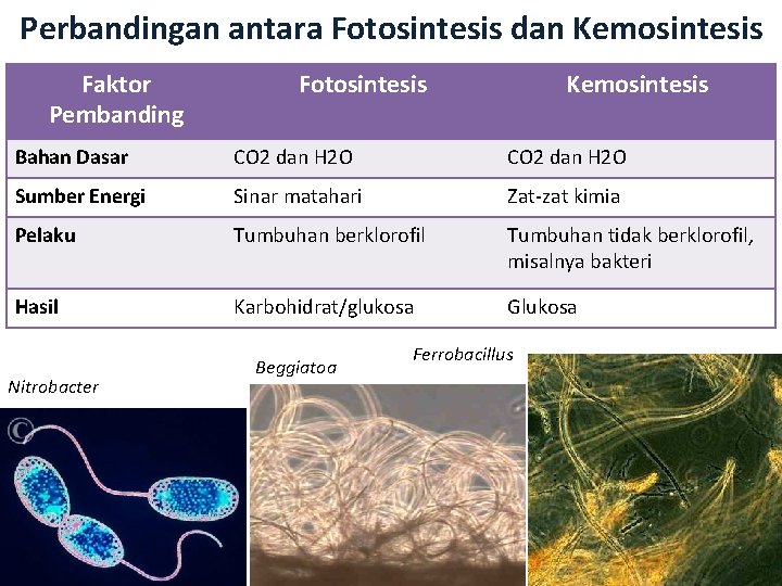 Perbandingan antara Fotosintesis dan Kemosintesis Faktor Pembanding Fotosintesis Kemosintesis Bahan Dasar CO 2 dan