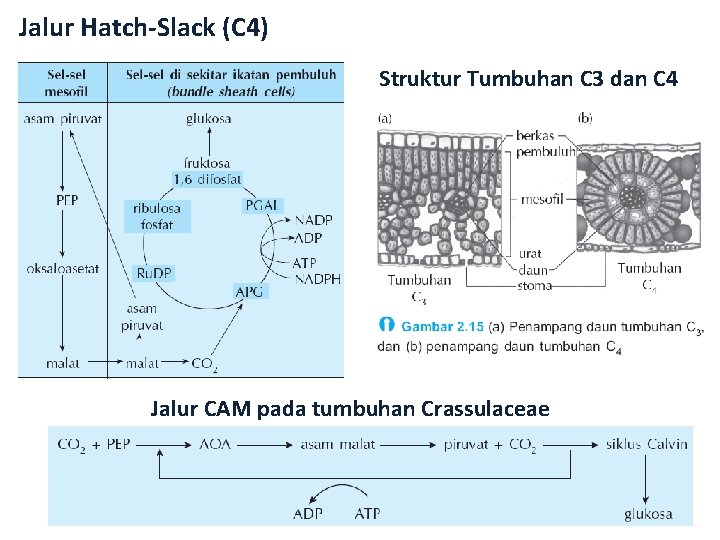 Jalur Hatch-Slack (C 4) Struktur Tumbuhan C 3 dan C 4 Jalur CAM pada