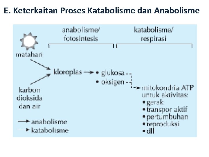 E. Keterkaitan Proses Katabolisme dan Anabolisme 