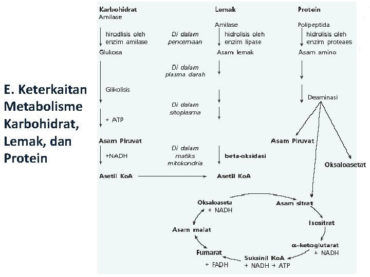 E. Keterkaitan Metabolisme Karbohidrat, Lemak, dan Protein 