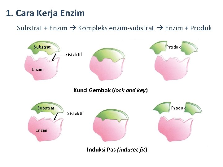 1. Cara Kerja Enzim Substrat + Enzim Kompleks enzim-substrat Enzim + Produk Substrat Produk