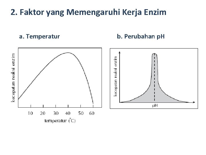 2. Faktor yang Memengaruhi Kerja Enzim a. Temperatur b. Perubahan p. H 