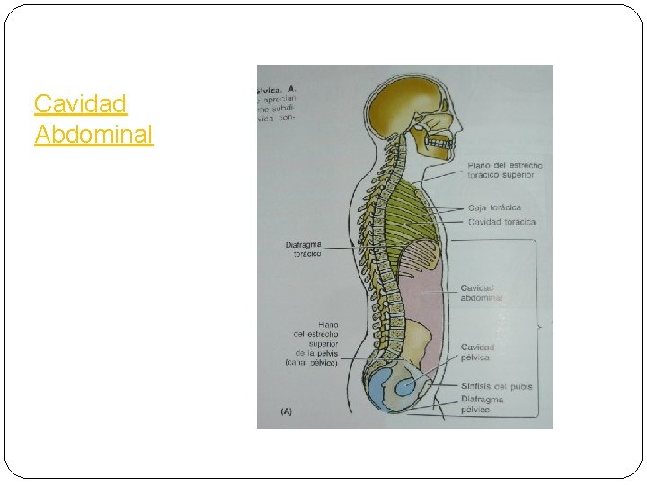 Sistema Digestivo Alumna Mariana Rojas Segura Abdomen Ubicacin