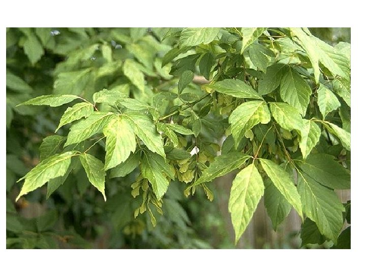 Acer negundo blad, vrucht 