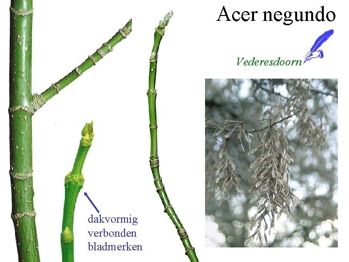 Acer negundo Vederesdoorn dakvormig verbonden bladmerken 