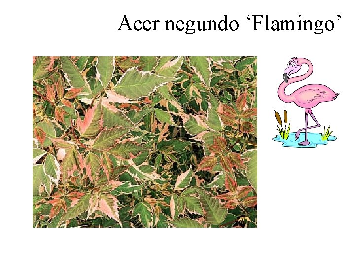 Acer negundo ‘Flamingo’ 