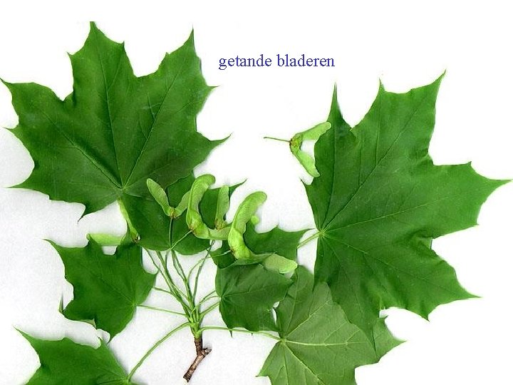 Acer platanoides blad getande bladeren 