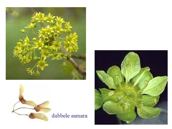 Acer platanoides bloei, vrucht dubbele samara 