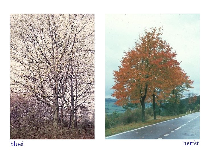 Acer platanoides boom bloei herfst 