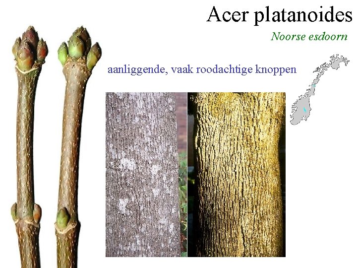 Acer platanoides Noorse esdoorn aanliggende, vaak roodachtige knoppen 