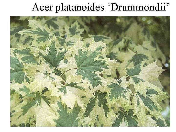 Acer platanoides ‘Drummondii’ 5 -talig 