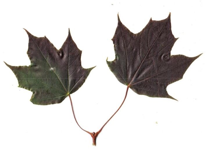 Acer platanoides F. B. blad 