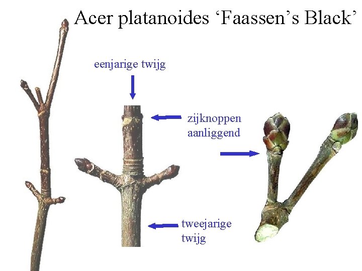 Acer platanoides ‘Faassen’s Black’ eenjarige twijg zijknoppen aanliggend tweejarige twijg 