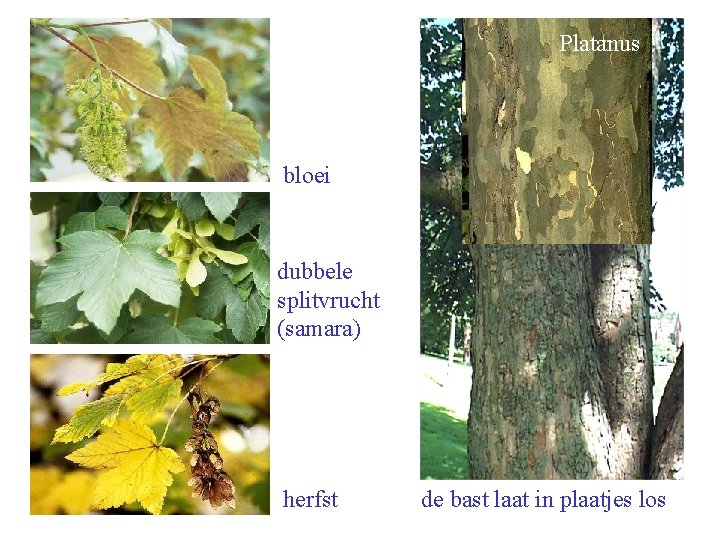 Platanus bloei dubbele splitvrucht (samara) herfst de bast laat in plaatjes los 