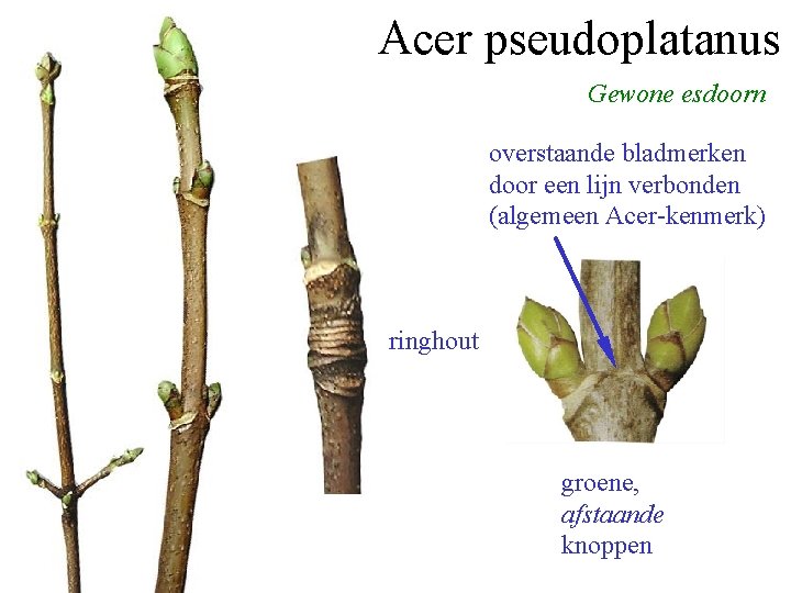 Acer pseudoplatanus Gewone esdoorn overstaande bladmerken door een lijn verbonden (algemeen Acer-kenmerk) ringhout groene,