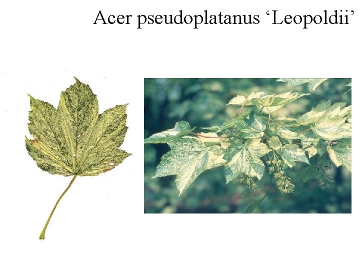 Acer pseudoplatanus ‘Leopoldii’ 