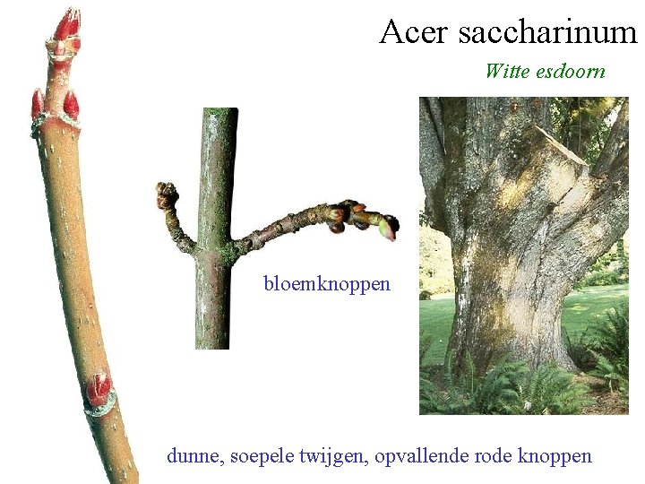 Acer saccharinum Witte esdoorn bloemknoppen dunne, soepele twijgen, opvallende rode knoppen 