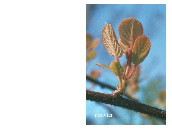 Actinidia chinensis uitbotten 