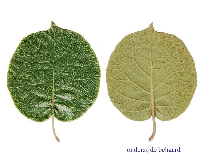 Actinidia chinensis blad onderzijde behaard 