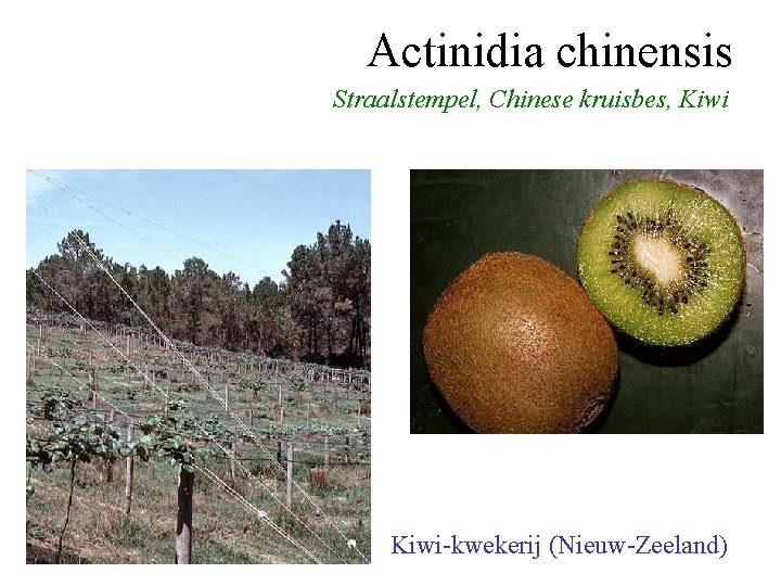 Actinidia chinensis Straalstempel, Chinese kruisbes, Kiwi-kwekerij (Nieuw-Zeeland) 